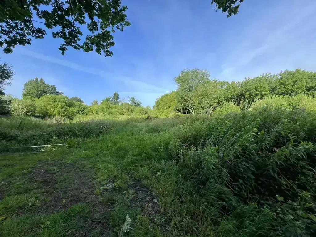 Parcelle de 6 000 m² en friche depuis 15 ans avant broyage forestier à Fouesnant